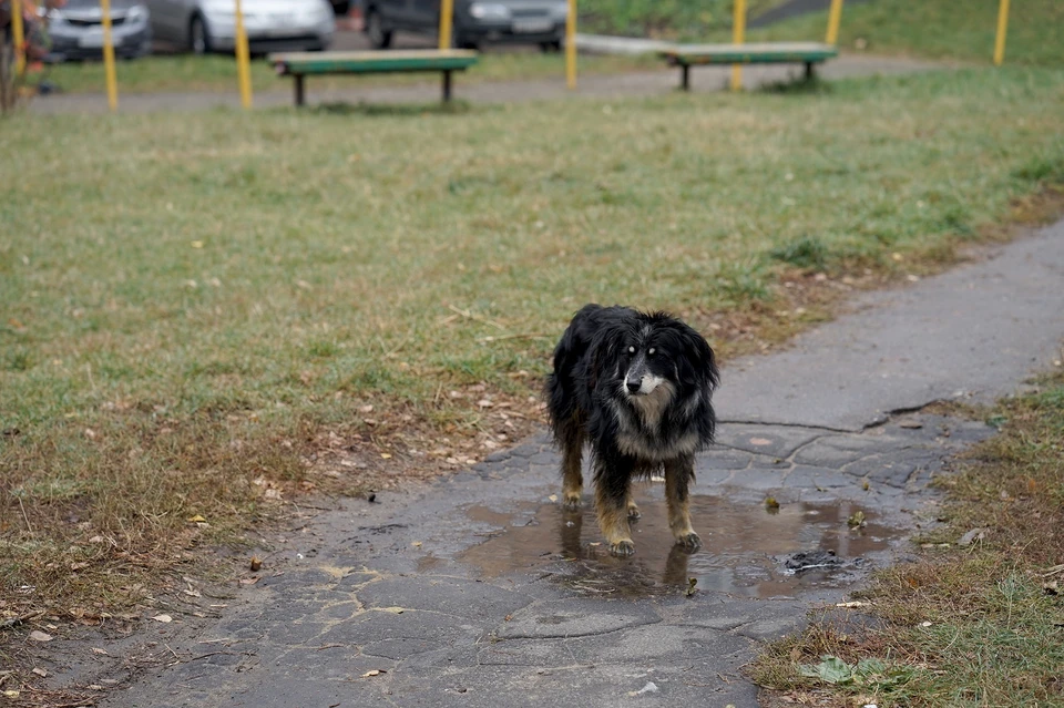 Орловские спасатели вызволили из канализационного люка собаку