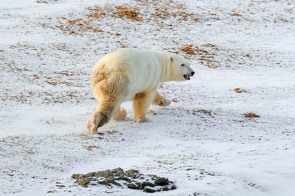 Белый медведь в целом не самое агрессивное животное. Фото Максима Рязанцева