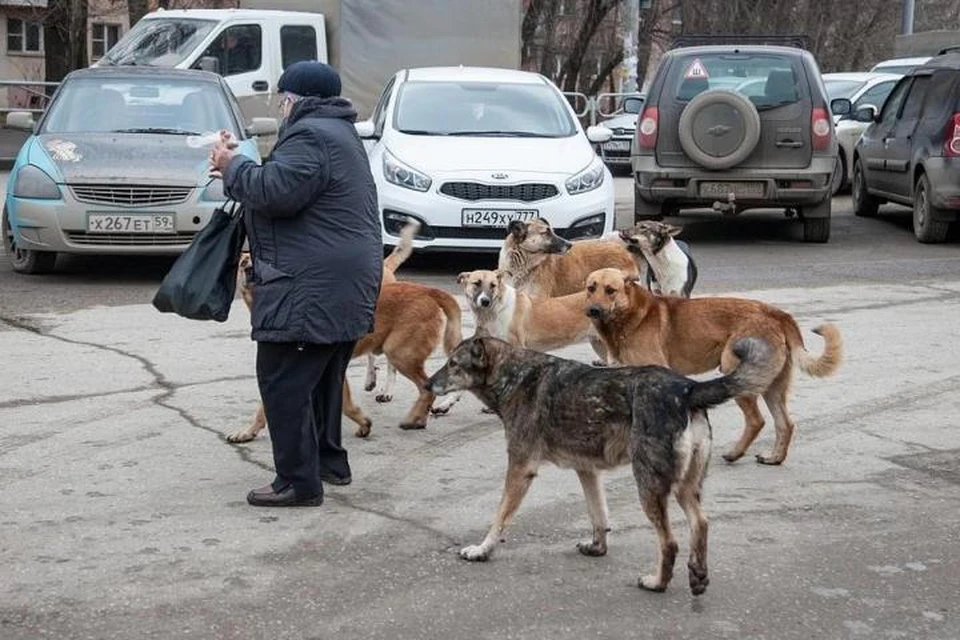 Фото: архив "КП".