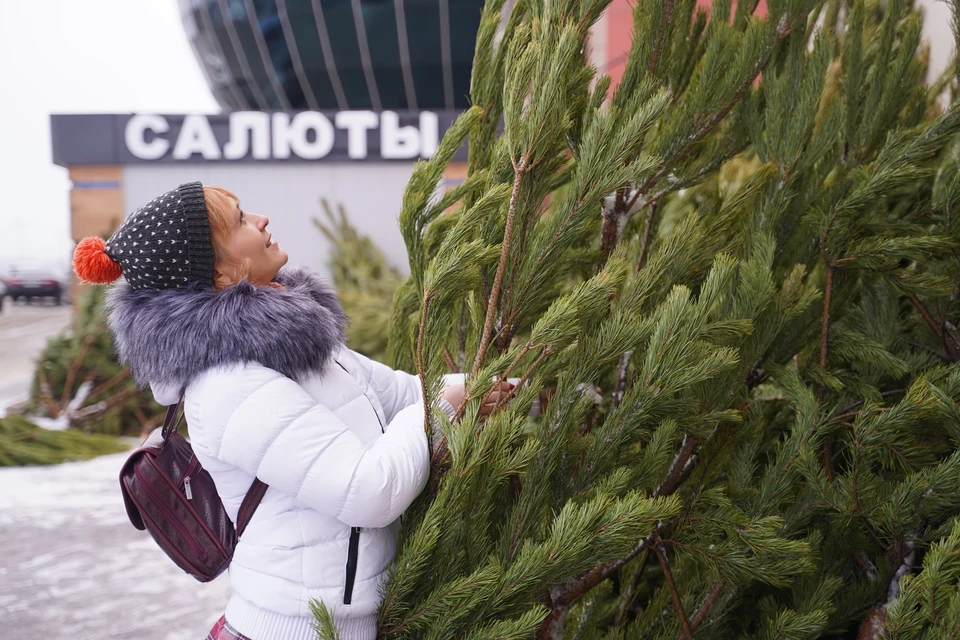 Приобрести ель омичи смогут с 1 декабря.