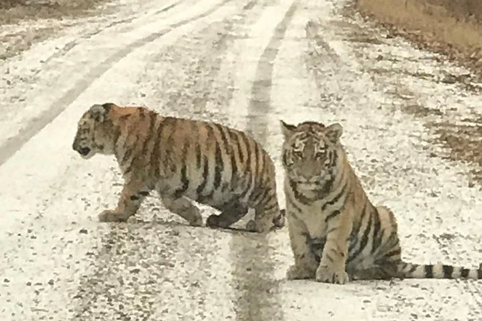 Два тигренка вышли на дорогу, идущую сквозь приморскую тайгу. Скриншот видео, предоставленного Центром "Амурский тигр"