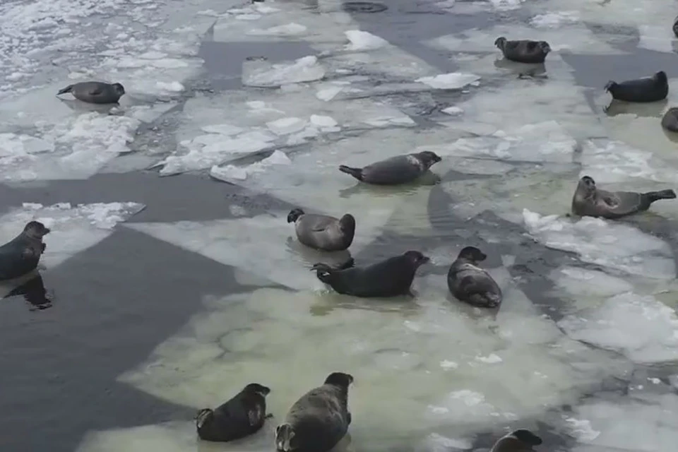 "Кругом одни нерпы, красота невероятная": байкальские тюлени выбрались на первый лед.