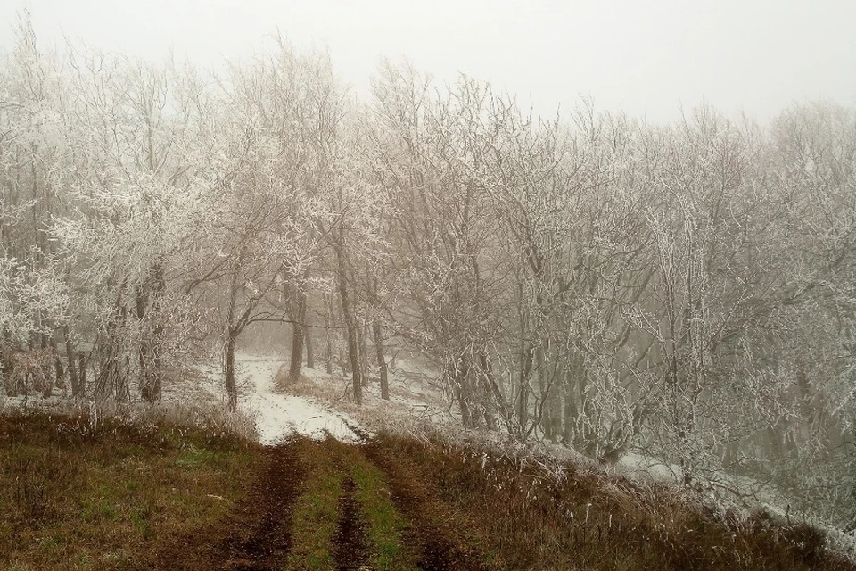 Зима украсила на свой лад деревья и кустарники. Фото: Антон Сурожский/Подслушано Судак/VK
