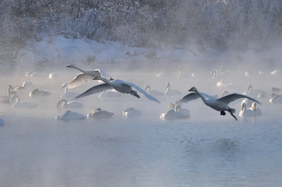 Пока что точно не скажешь, сколько лебедей уже прилетело в Алтайский край