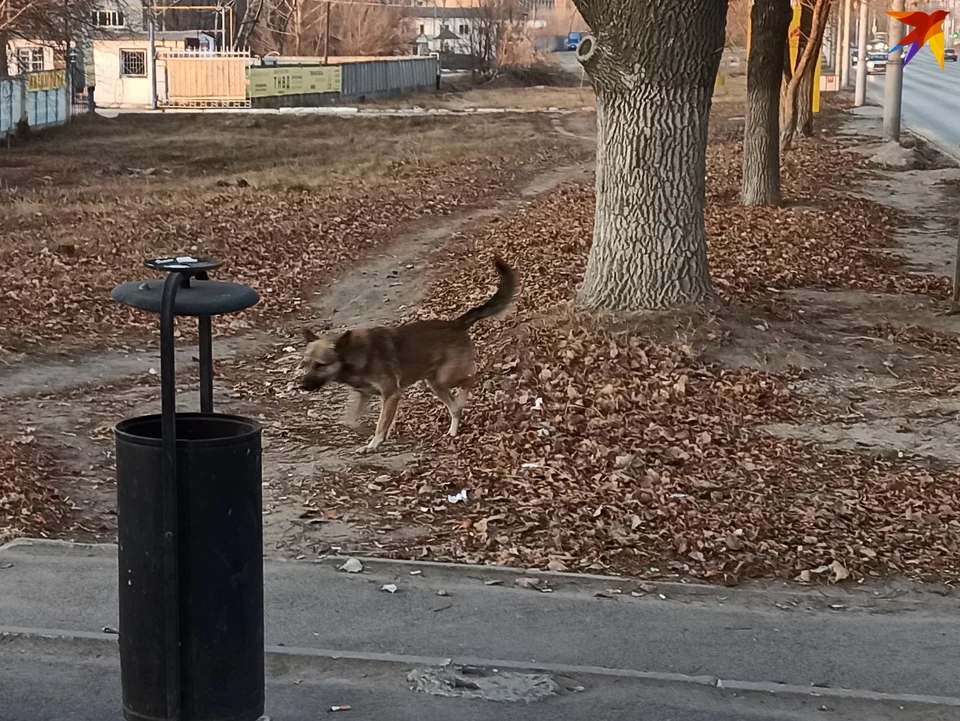 Собака искусала ребенка в Саратове