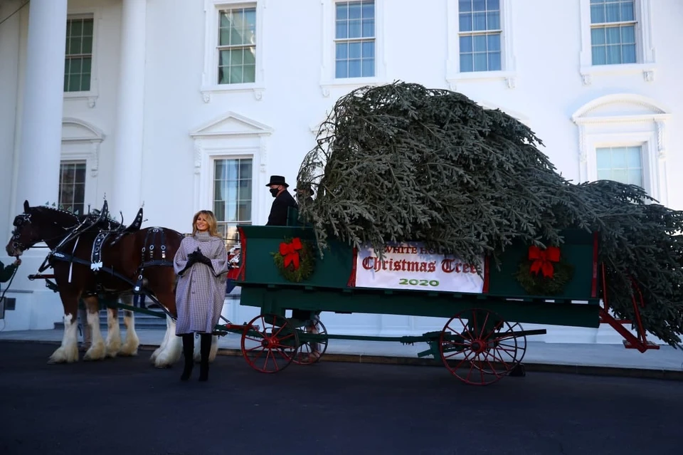 В Белый дом доставили праздничную рождественскую ель