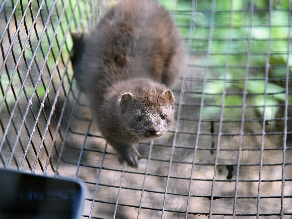 Всё о клетках - Обустройство - Содержание норки - База знаний - Норка в доме: Mink in my home