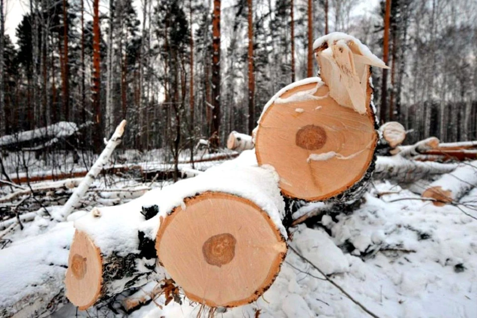 "Черные лесорубы" валят томский лес в своих финансовых интересах