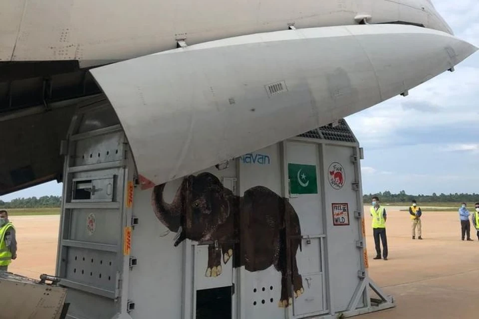 Слона перевозили в специальном контейнере. Фото: instagram.com/four_paws_international/