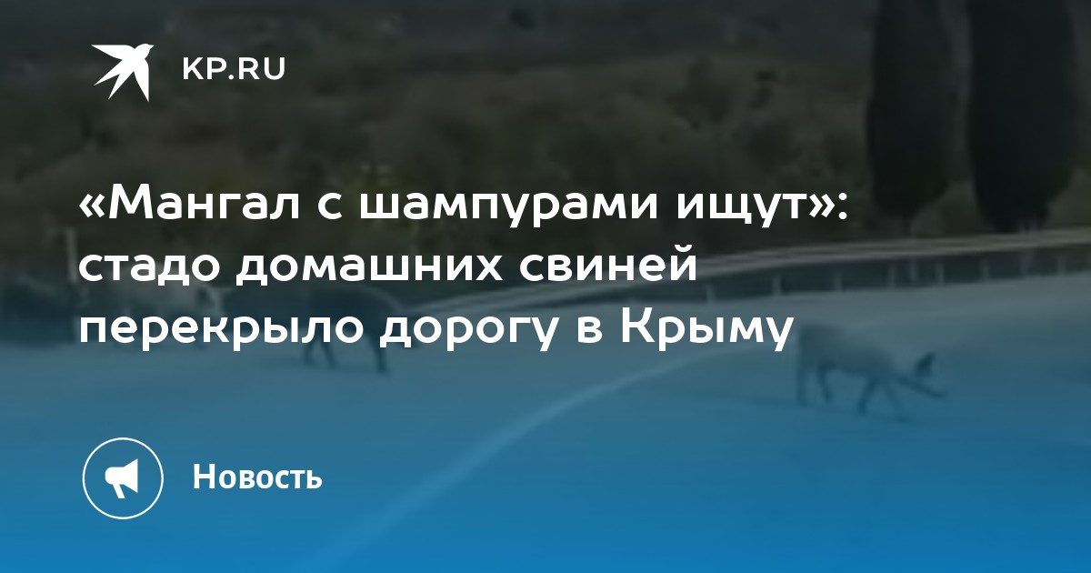 « с шампурами ищут»: стадо домашних свиней перекрыло дорогу в .