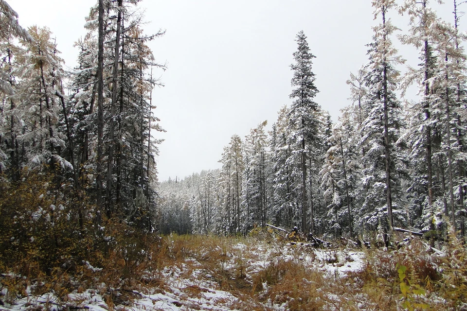 Россия занимает второе место в мире по количеству лесов.