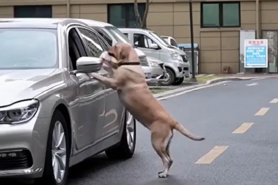 Сознательный пес проучил человека, который мусорил на улице