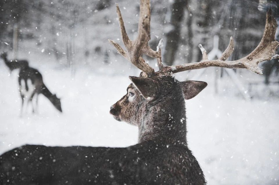 Фото: pexels.com