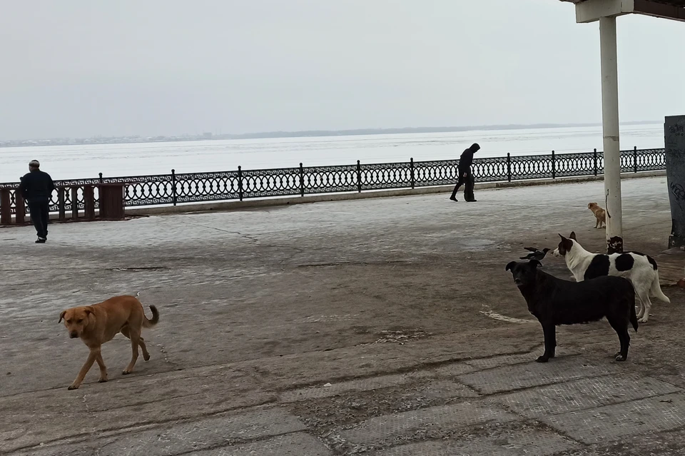 Стаи бродячих собак появляются даже в центре Саратова