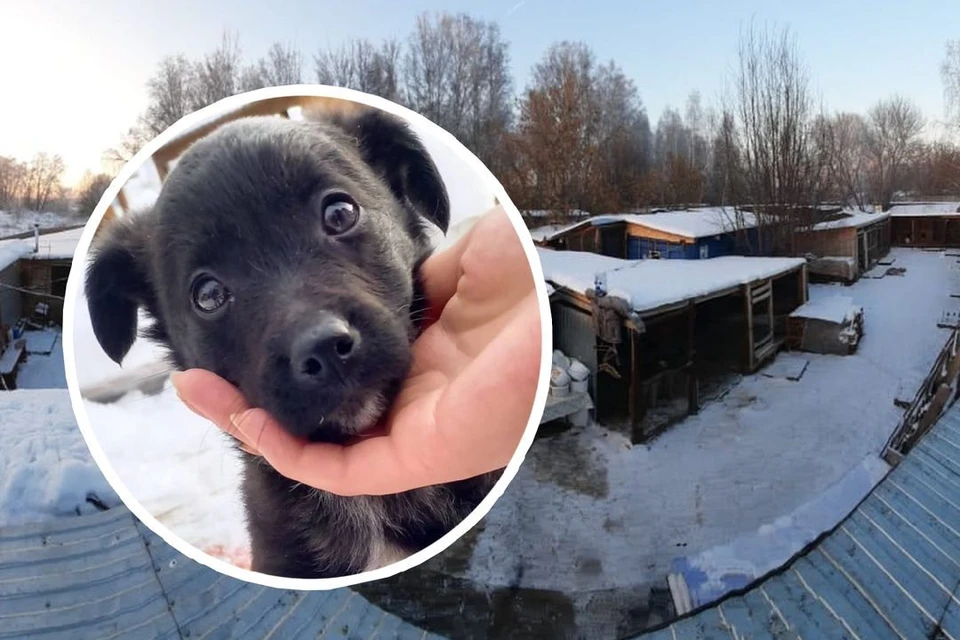 Приют существует уже больше 10 лет. Фото: приют «Верный друг»