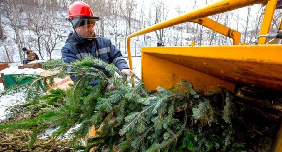 «Ёлочный сбор»: в Югре отслужившие на празднике деревья переработают и дадут им "вторую жизнь" Фото: Администрация города Урай
