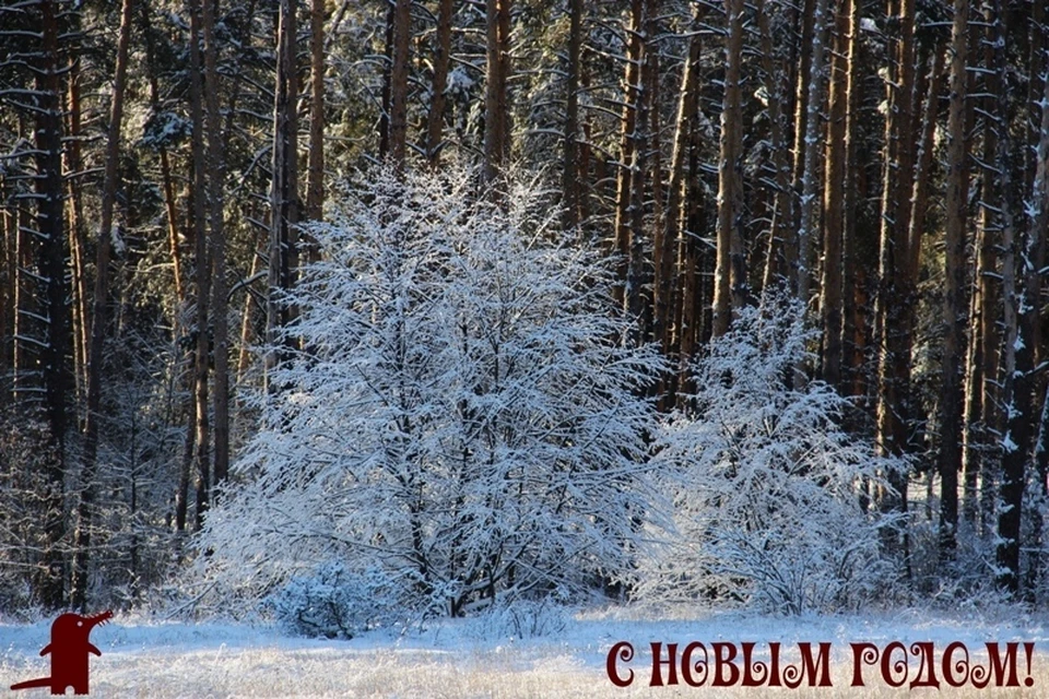 Фото Хоперского заповедника