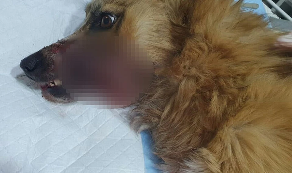 «Я уверена, что это сделали люди»: в Кузбассе спасают собаку, у которой в пасти взорвалась петарда. ФОТО: vk.com, "Сохрани жизнь. Помощь бездомным животным"