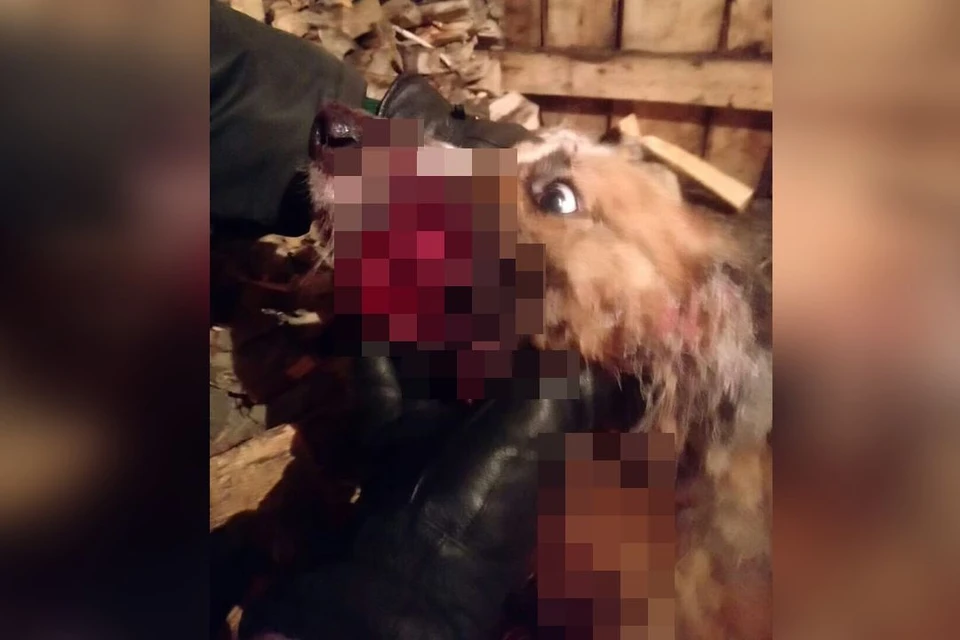 Новосибирские ветеринары спасут собаку, которой живодеры засунули в пасть петарду. Фото: «Сохрани жизнь. Помощь бездомным животным»