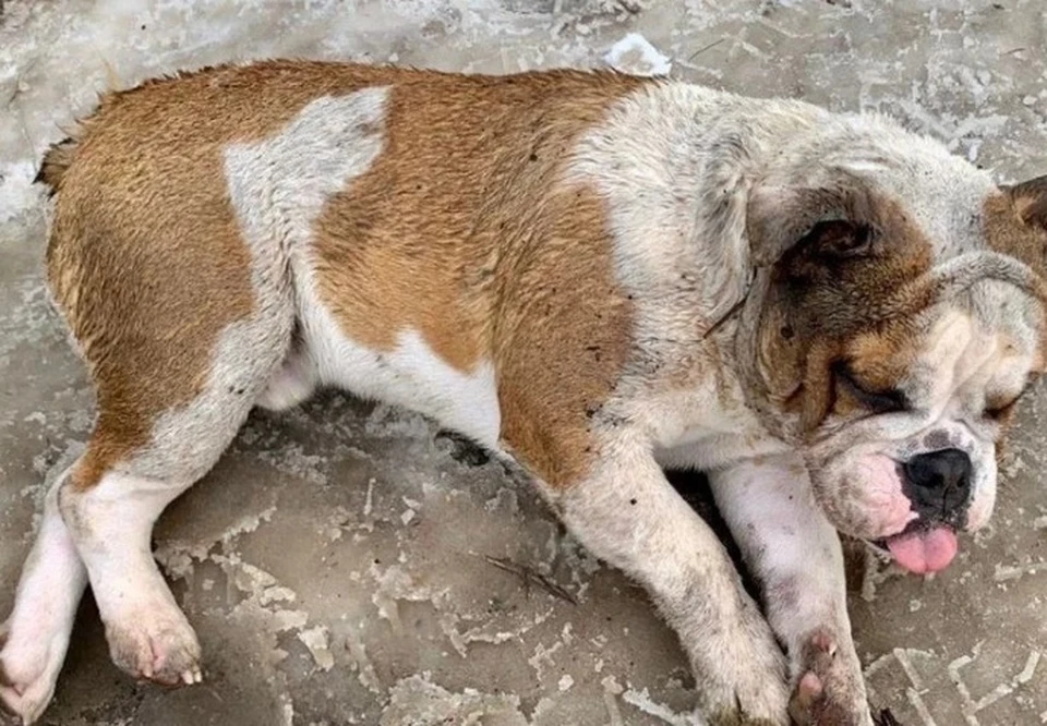 Добровольцы продолжают бороться за жизнь собаки. Фото: facebook.com/bulldogka