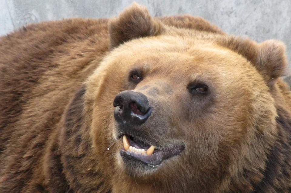 Медведь, посетивший Яйву, - очень крупного размера.