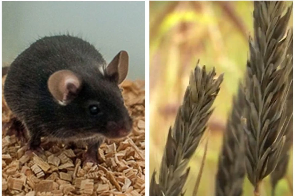 Мышей поделили на три группы и посадили на диету. Фото: ИЦиГ/ОТС.