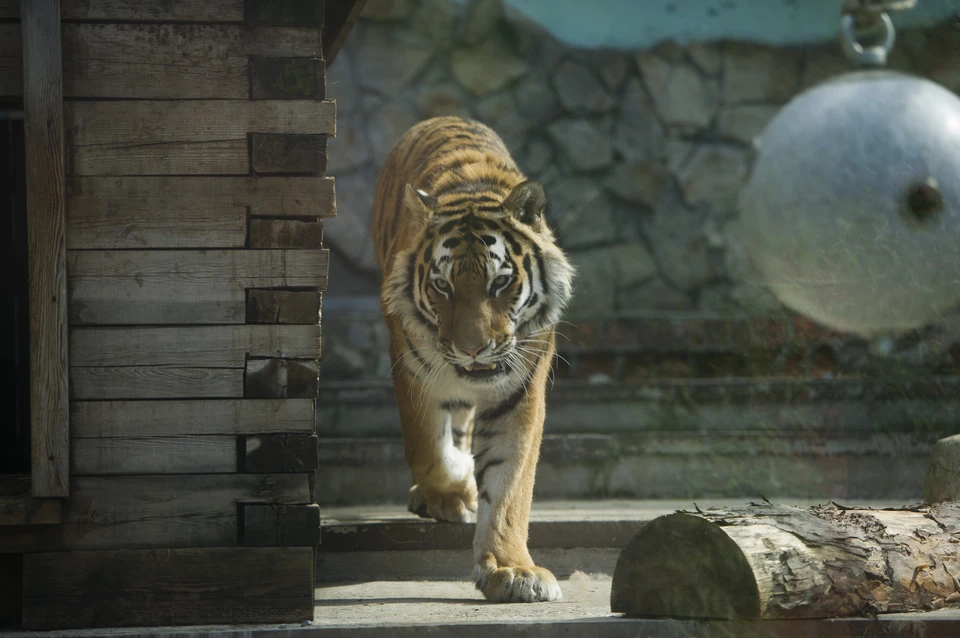 Тигр загрыз работника зоопарка на Украине