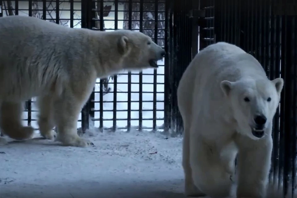 Медвежат Норди и Шайну из Новосибирского зоопарка отселили в отдельный вольер. Фото: Кадр из видео\Новосибирский зоопарк