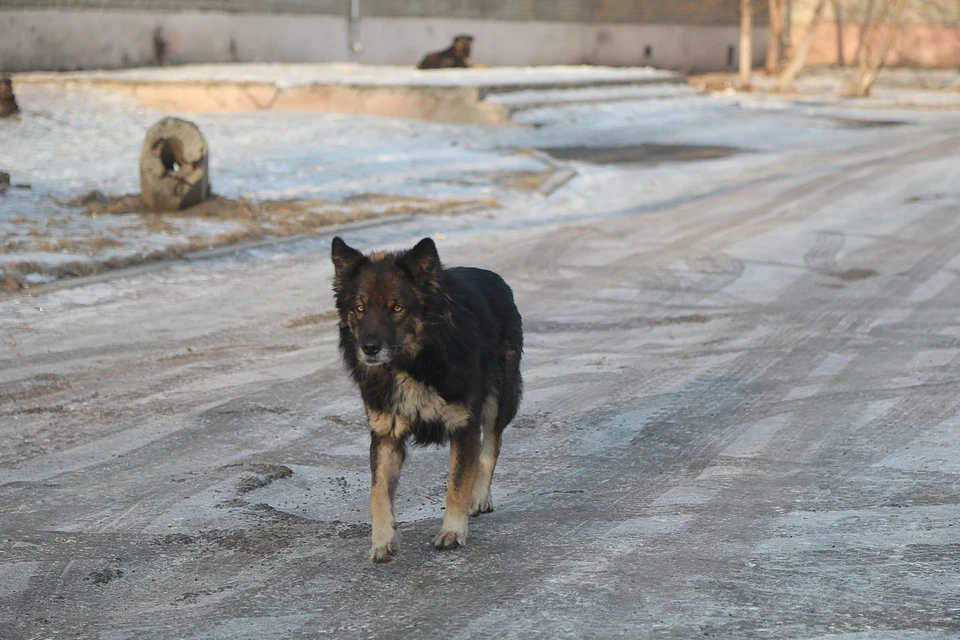 Дело о гибели четырех человек от собак в Красноярске дошло до суда