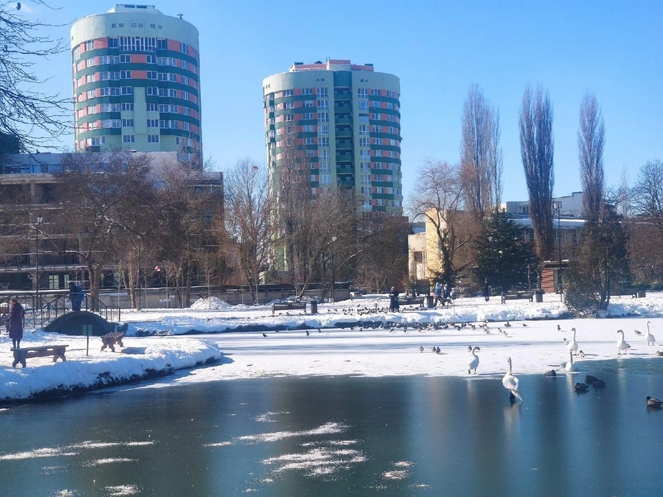 Утки и лебеди спокойно прогуливаются по замерзшему озеро. Фото: Иван Курабцев