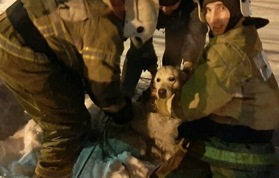 В Омске спасли собаку, провалившуюся в колодец с водой. Фото: ГУ МЧС России по Омской области