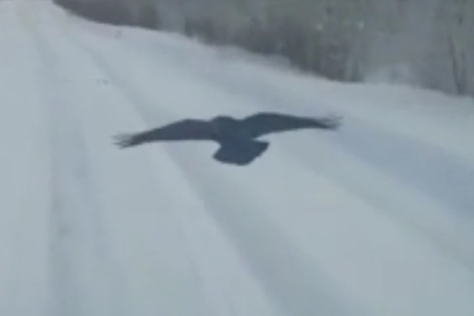 «Пернатый криминал»: в Якутии наглый ворон преследует машины ради еды ФОТО: скрин с видео
