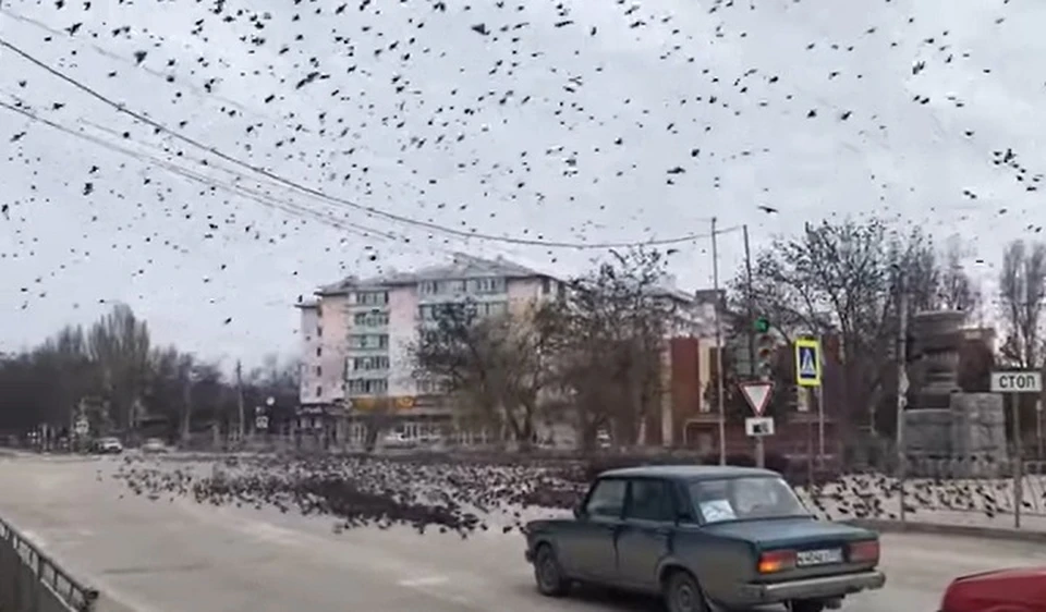 Птицы кружили над машинами и бросались на дорогу в течении 10 минут. Фото: скриншот из видео