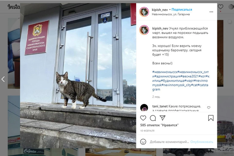 Кот Кипиш из администрации Невинномысска