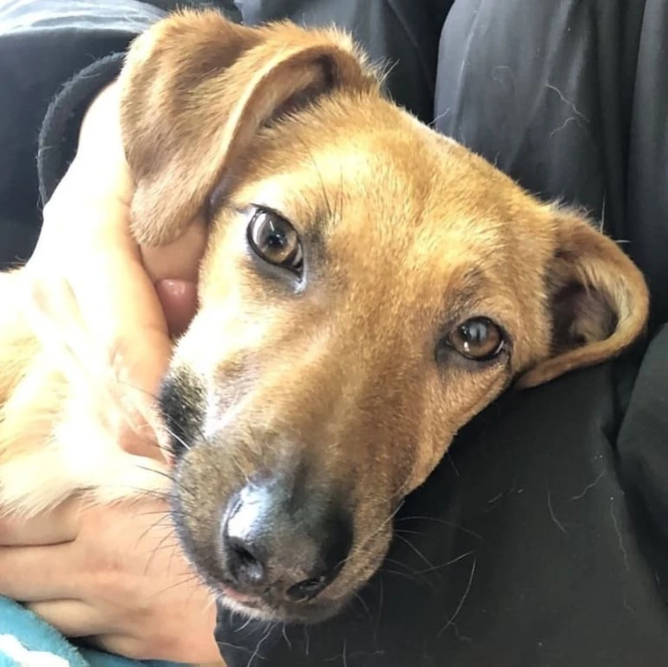 Собака Жуля. Фото из Инстаграм-аккаунта Первой ветеринарной клиники