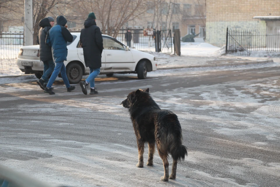 Жители Ростова снова жалуются на стаи бездомных животных и требуют "принять меры".