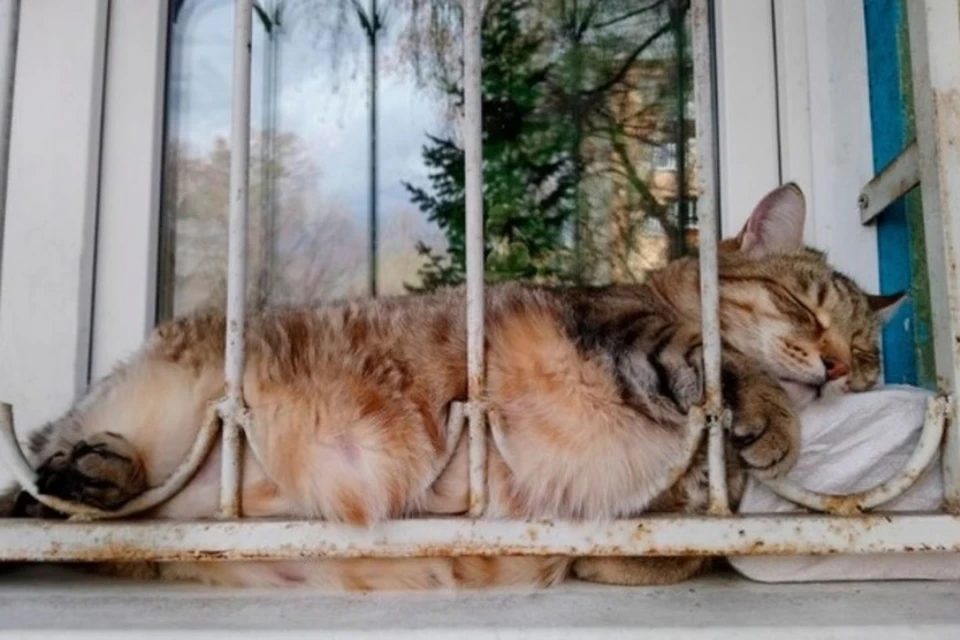Кот Степан весил 20 кг. Фото: Ирина Балахнина