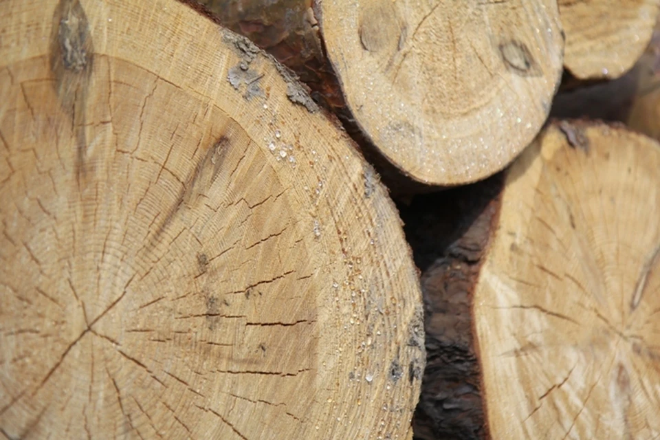 Контрабанду леса на сумму более 1 млрд рублей в Китай выявили в Иркутской области
