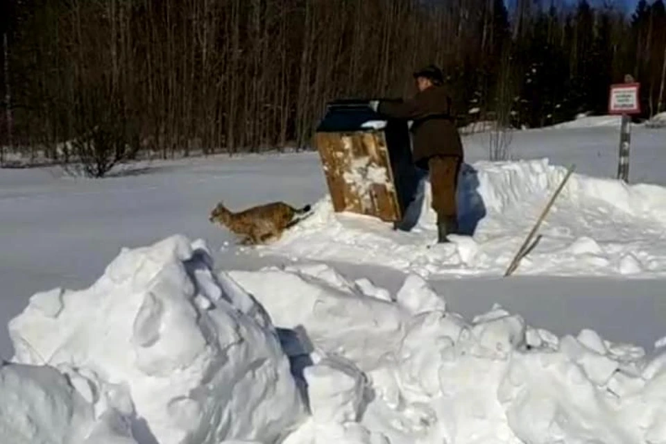Окрепшая дикая кошка убежала в лес, благодарно оглянувшись на прощание. Скриншот видео.