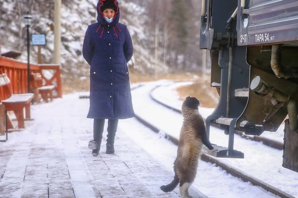 Станционный смотритель: кот много лет встречает и провожает все поезда на Кругобайкальской железной дороге. Фото: Алексей БЕЛИК