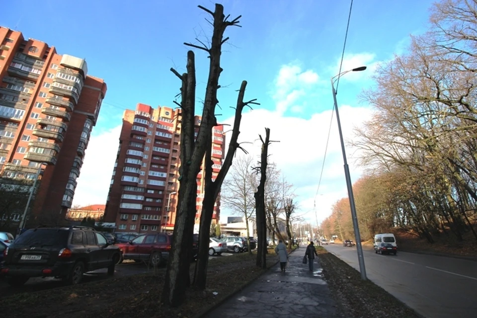 Варварской обрезке деревьев обещают положить конец.