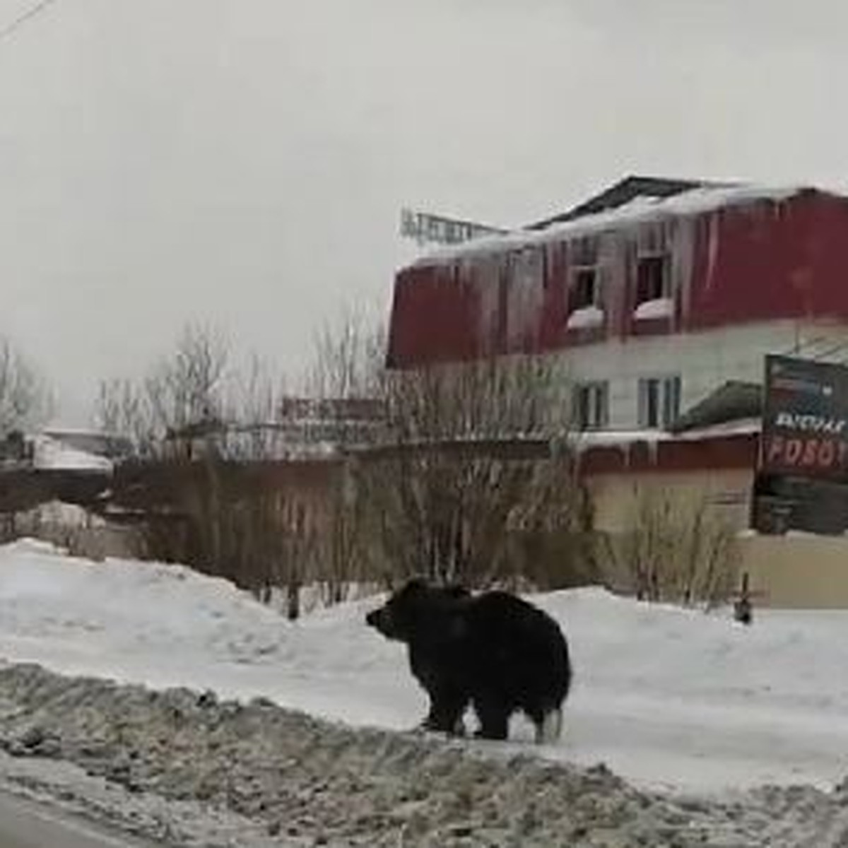 Он же вас сожрет!»: Медведь, сбежавший от хозяина, перепугал жителей  Нижневартовска - KP.RU