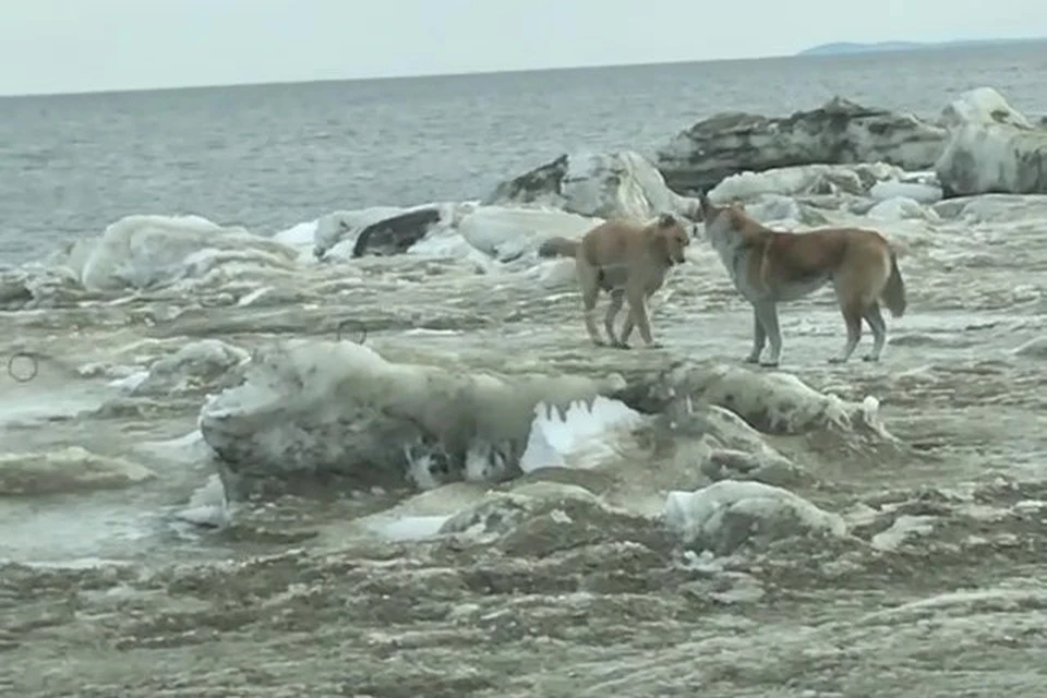 Хвостатых инспекторов заметили в Поронайске. Фото: Telegram-канал @gazetazvezda65