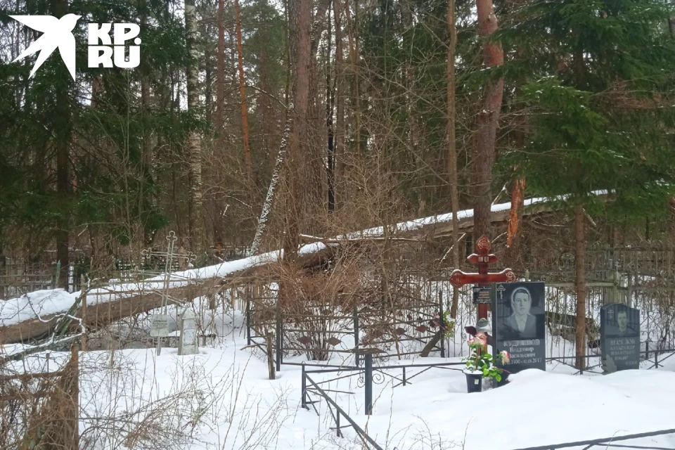 К могилам на старых городских некрополях не подобраться из-за бурелома и упавших деревьев.