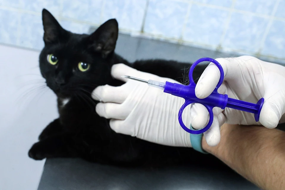 Во время чипирования кота в ветеринарном центре. Фото: Вячеслав Прокофьев/ТАСС