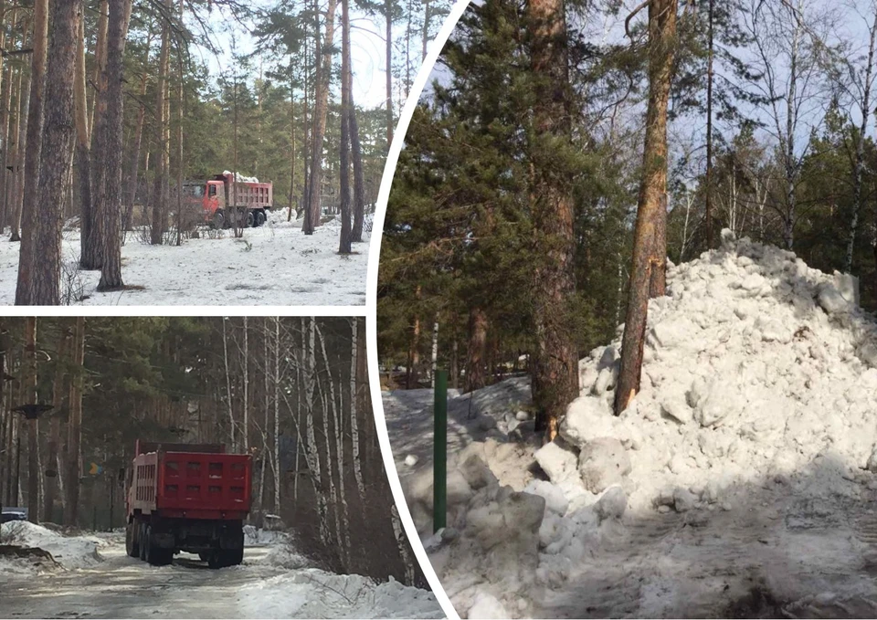 Снег, похоже, стабильно свозят в городской бор. Фото: Депутат Вахтина/t.me