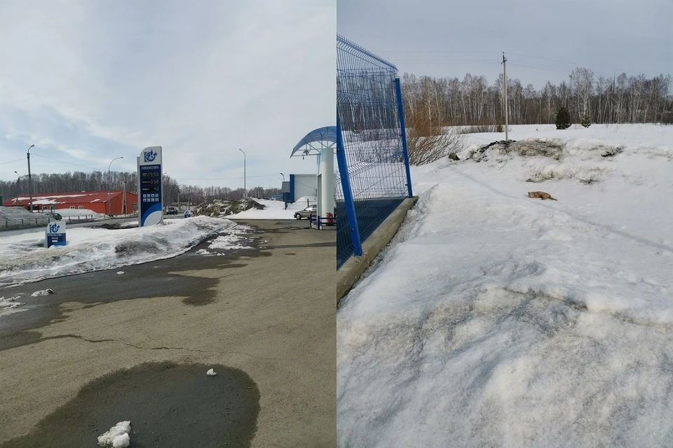 В Болотном неизвестный сбил кота и бросил умирать на заправке. Фото: Александр Бобрышев.