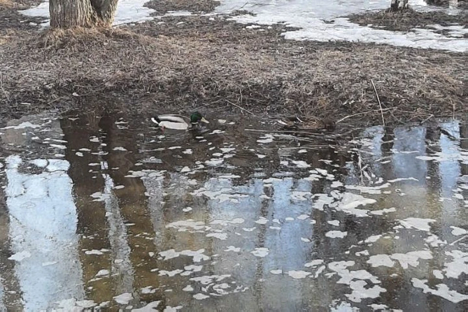 Птицы облюбовали многочисленные лужи. ФОТО: группа "Подслушано в Ярославле" ВКонтакте