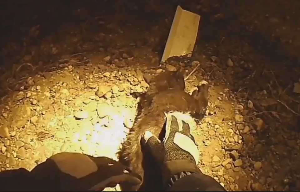 Скриншот видео