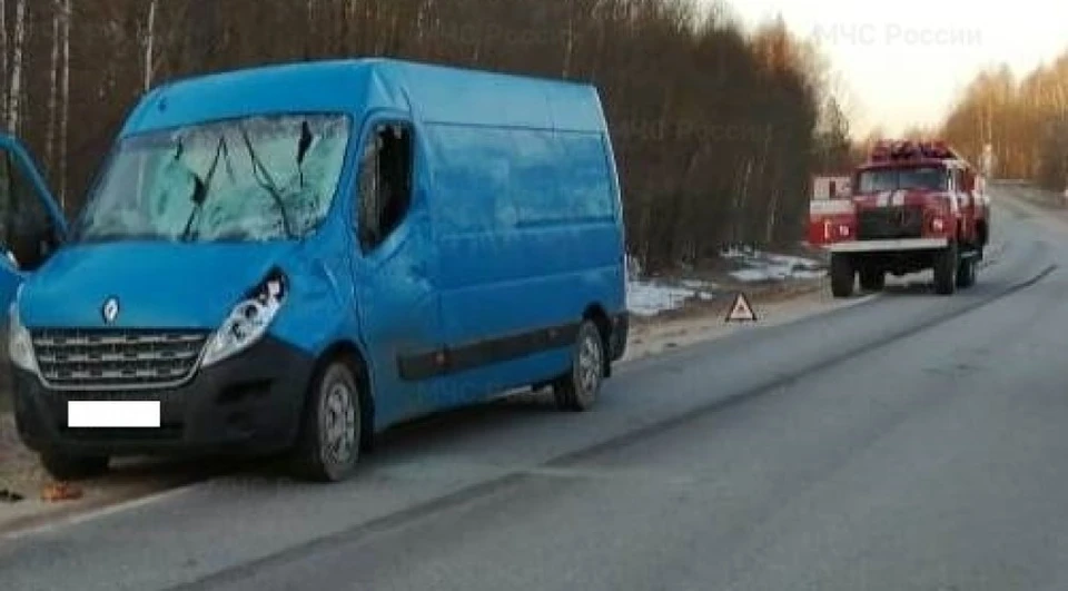 Животное выбежало на проезжюу часть.